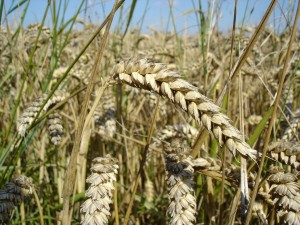 Zöliakie/Glutenunverträglichkeit/Glutenintoleranz/Sprue